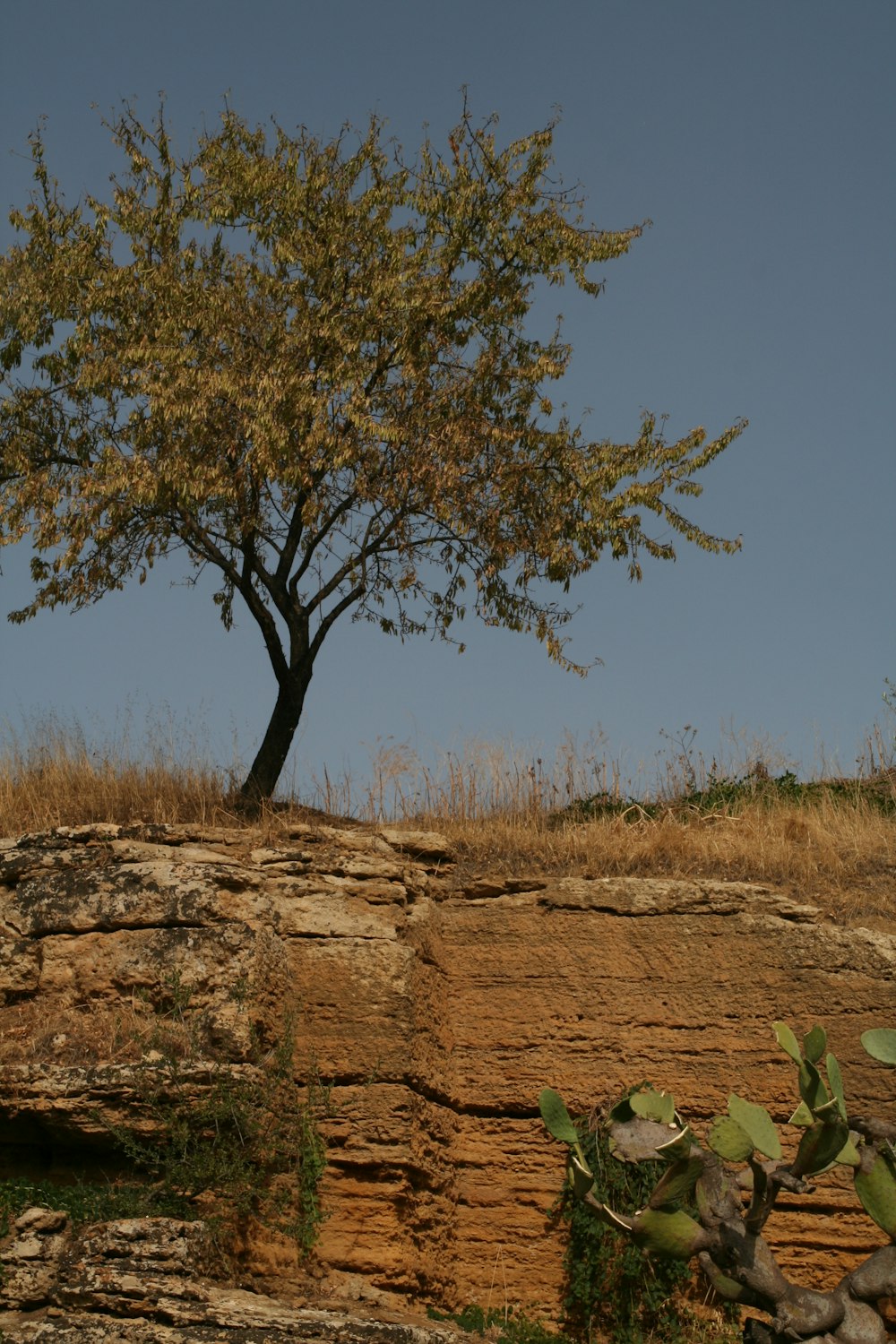 a tree in a field