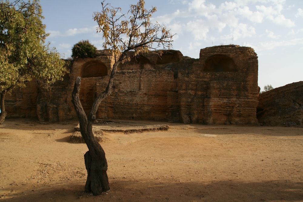 a tree in front of a rock structure
