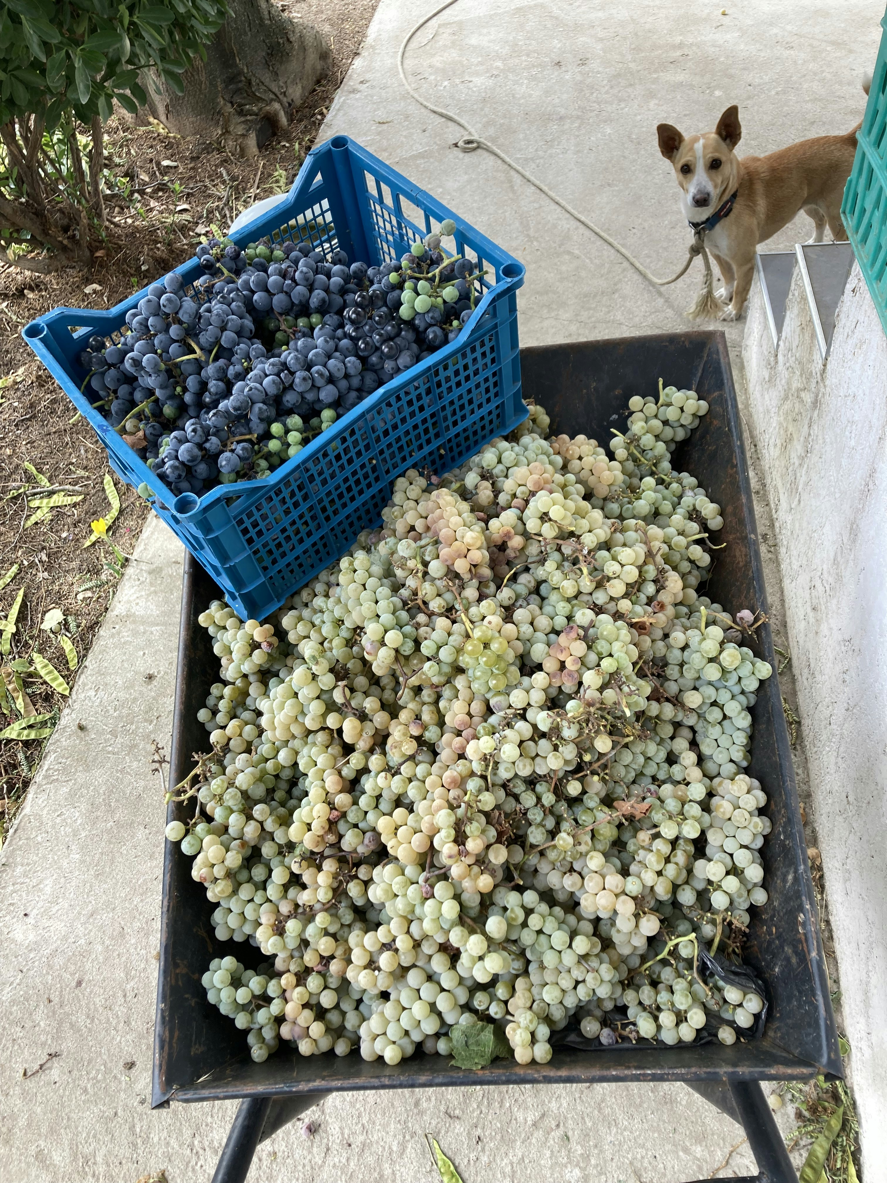 a dog looking at a fish tank