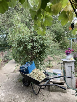 A garden setting with a wheelbarrow filled with freshly harvested grapes, both green and blue in color. Beside the wheelbarrow is a blue crate, also containing grapes. The scene is surrounded by lush greenery, with large grape leaves hanging from above. Nearby is a concrete structure with a faucet and a white bucket. A pink flower arrangement sits on top of the structure.