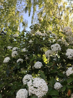 Viburnum Viburnum in the landscape, flower workshop, team building workshop, corporate workshop