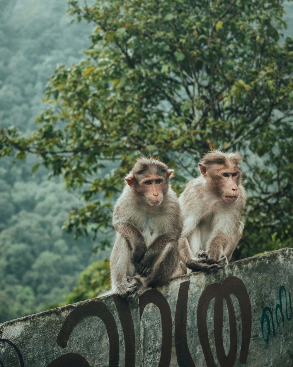 a couple of monkeys sitting on a fence