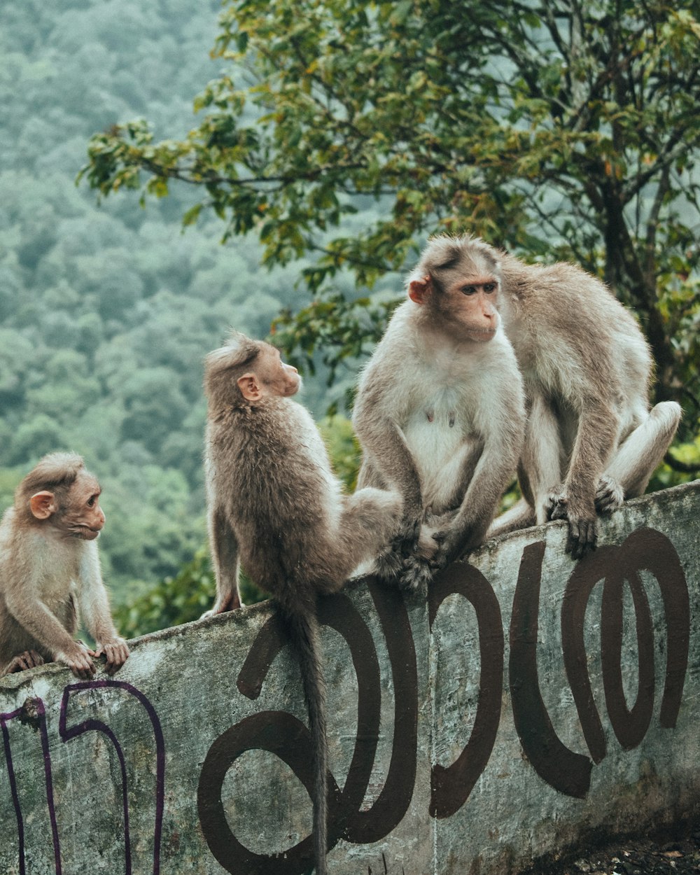 a group of monkeys sitting on a fence