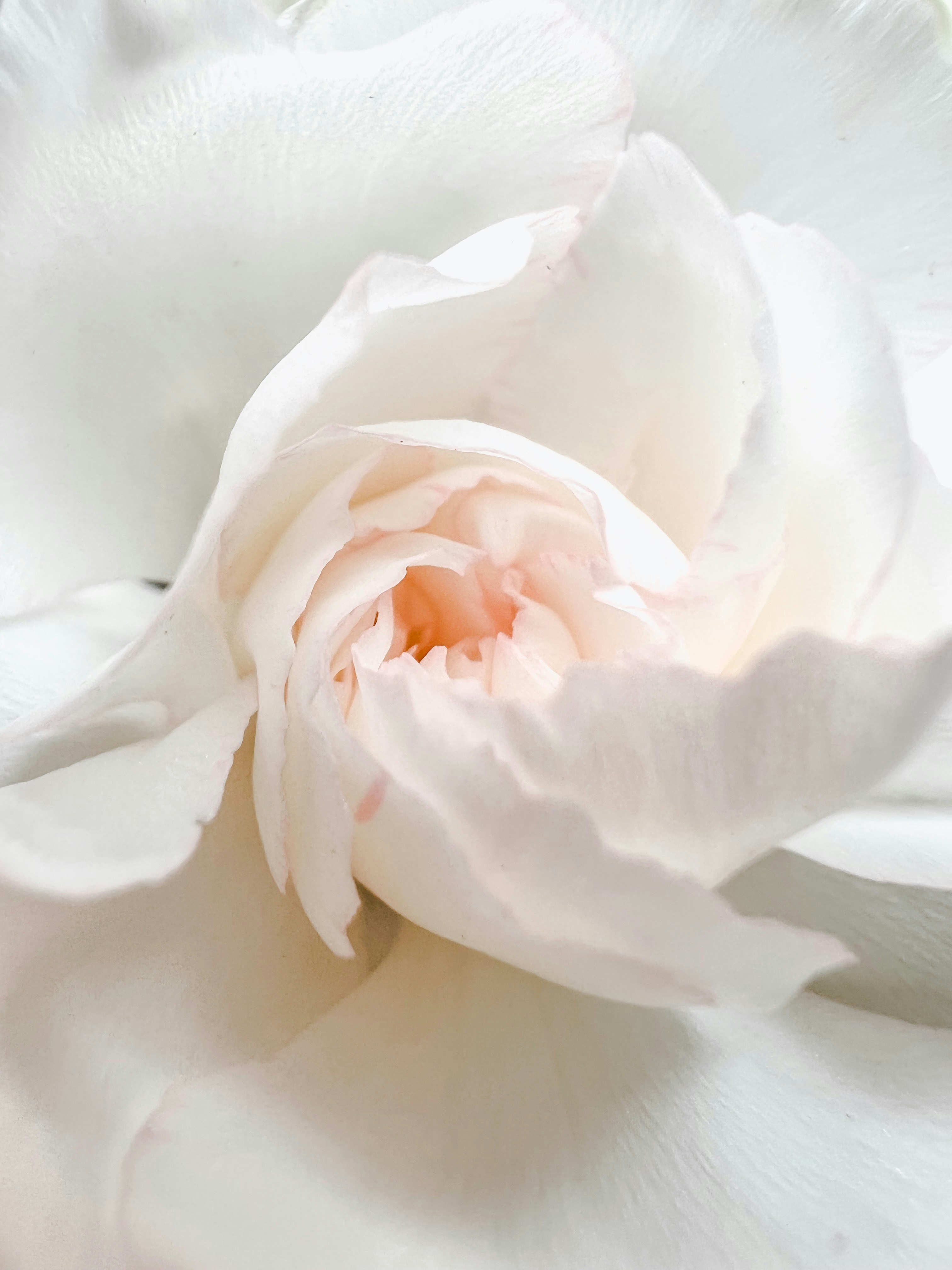 Photo by zanellelofty