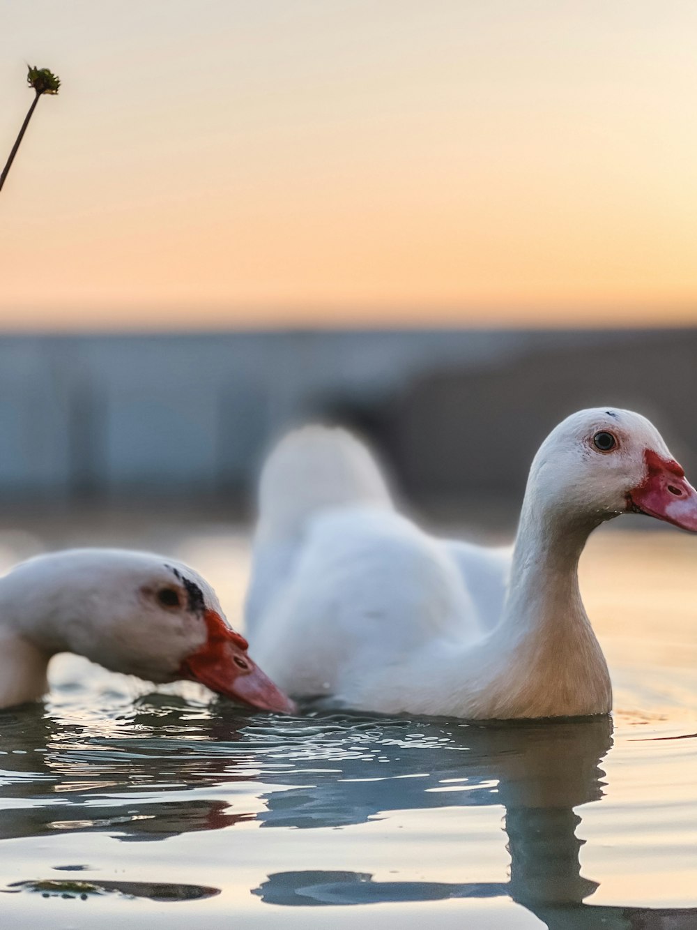 a couple of white ducks swimming in water