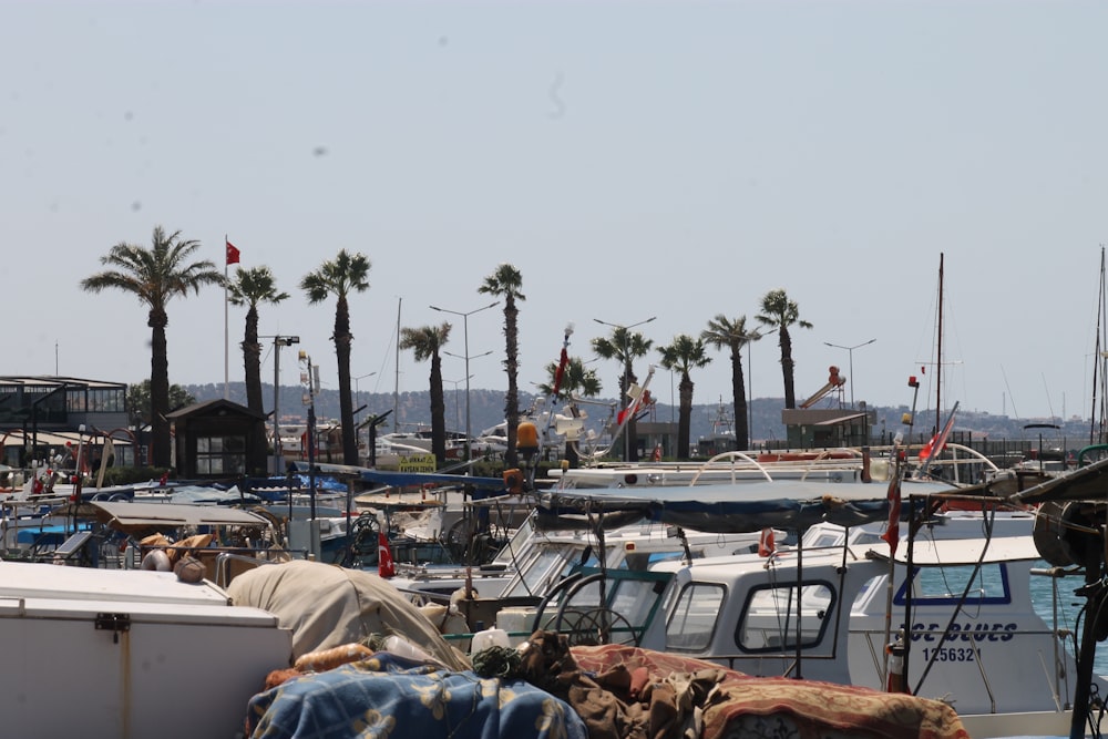 a marina full of boats