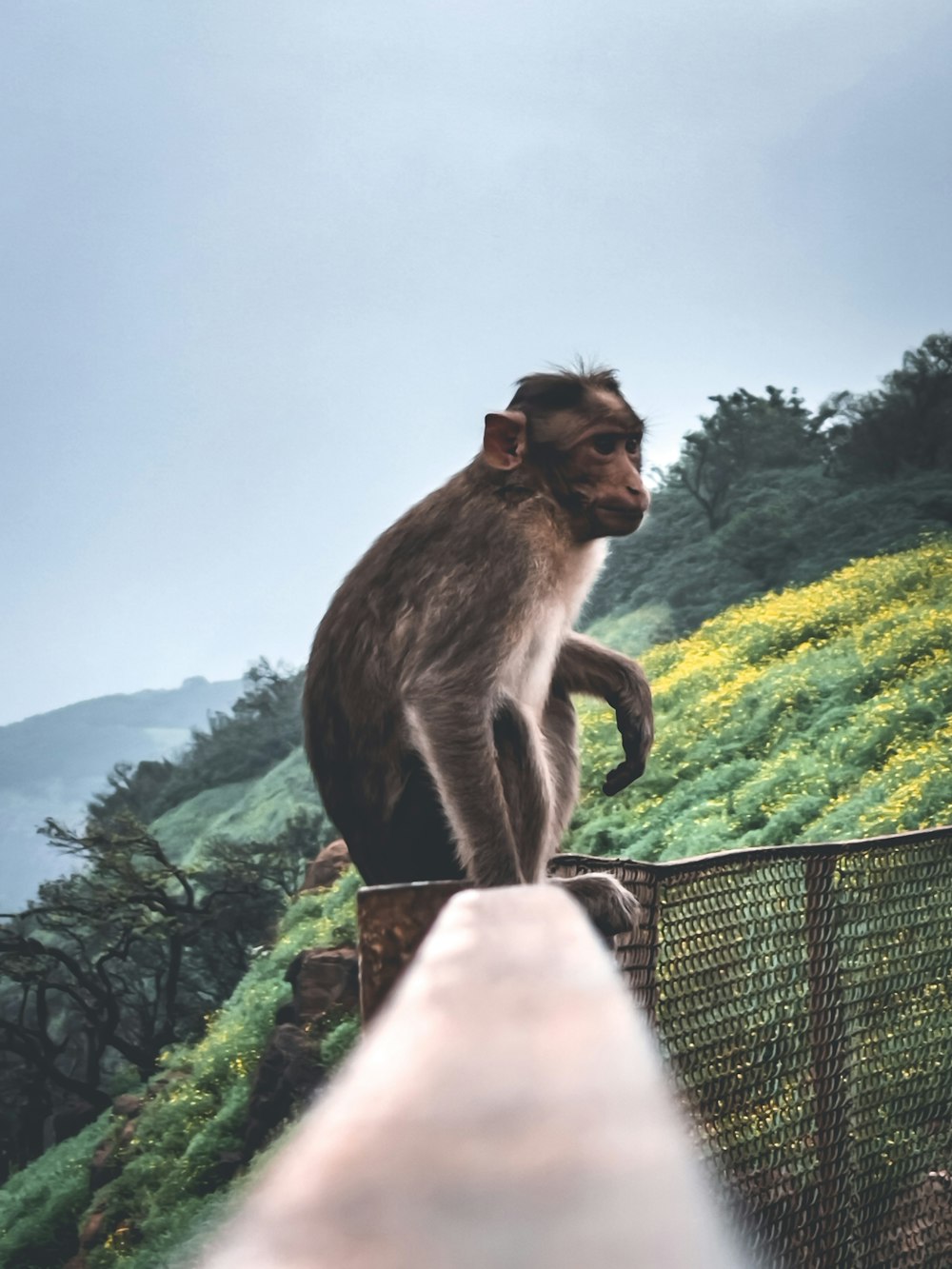 a monkey standing on a fence