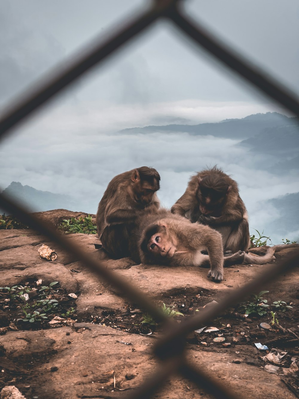 a group of monkeys sitting on a rock