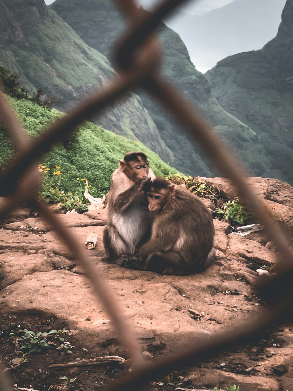 a person and a monkey sitting under a tree