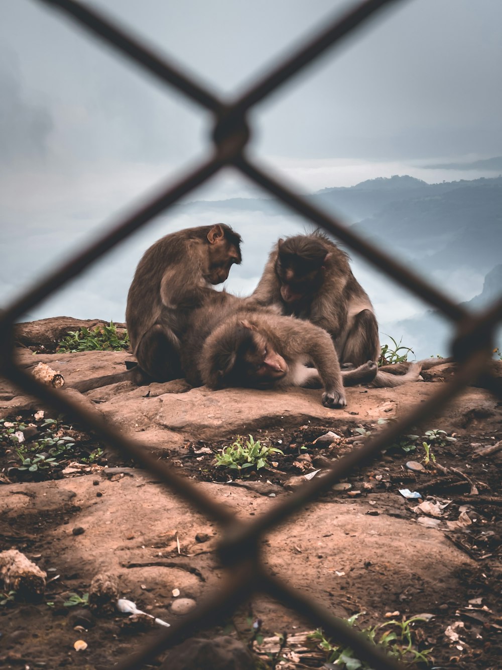 Un gruppo di scimmie sedute su un tronco