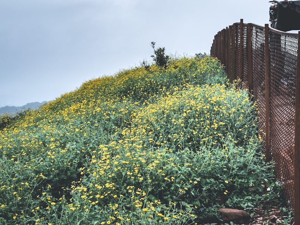 a field of yellow flowers