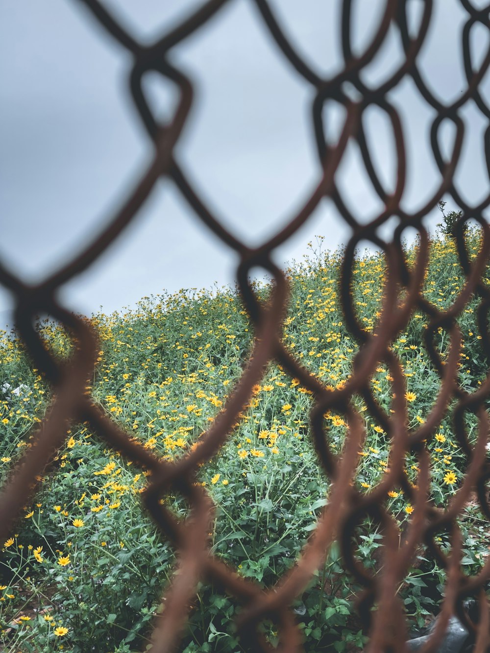 a tree with a fence in the background