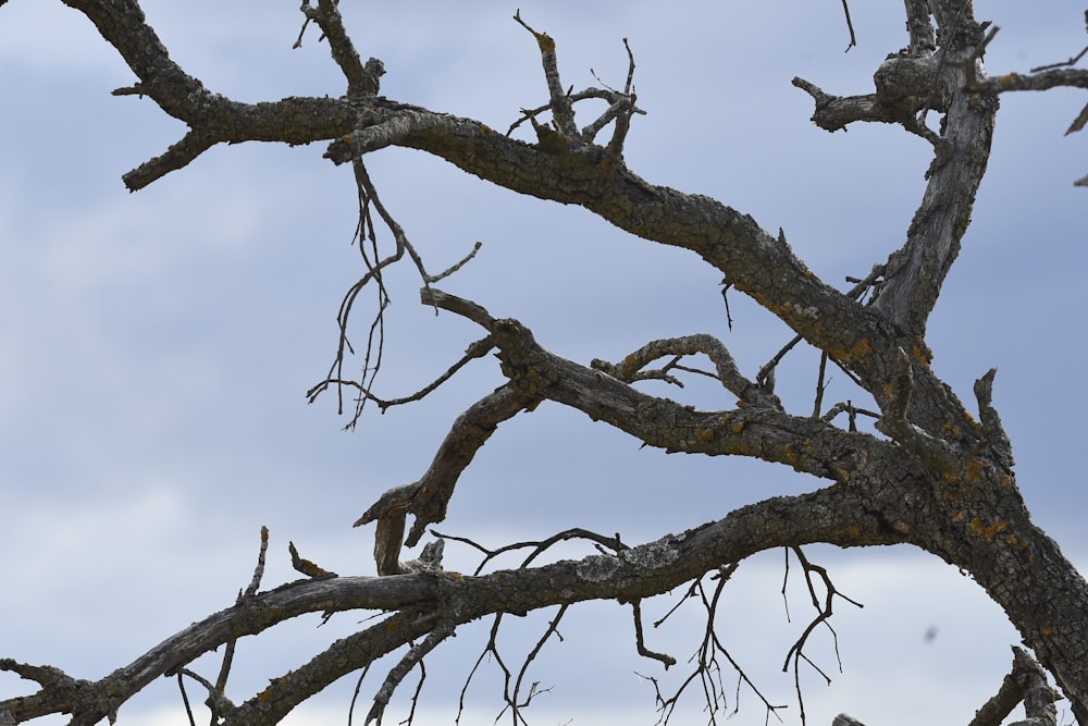 a tree with no leaves