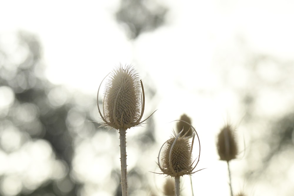 a close up of a group of dandelions