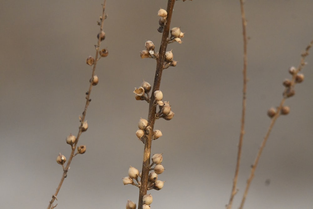 a close-up of a branch with white flowers