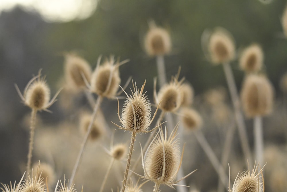 a close up of a flower