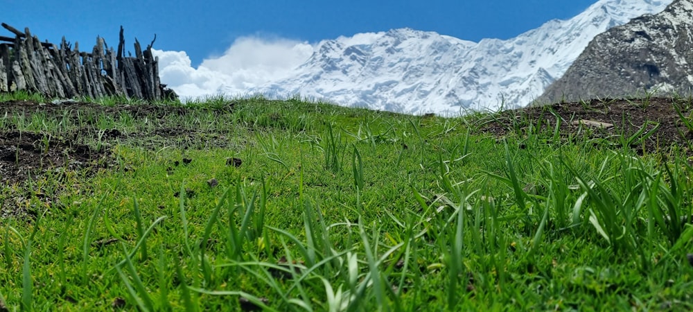 a grassy field with a mountain in the background