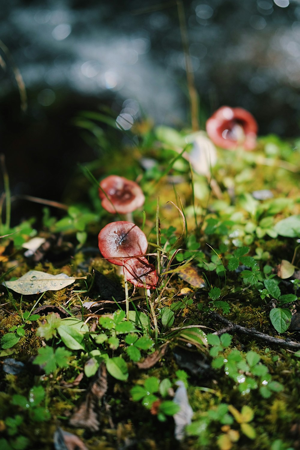 a group of red mushrooms