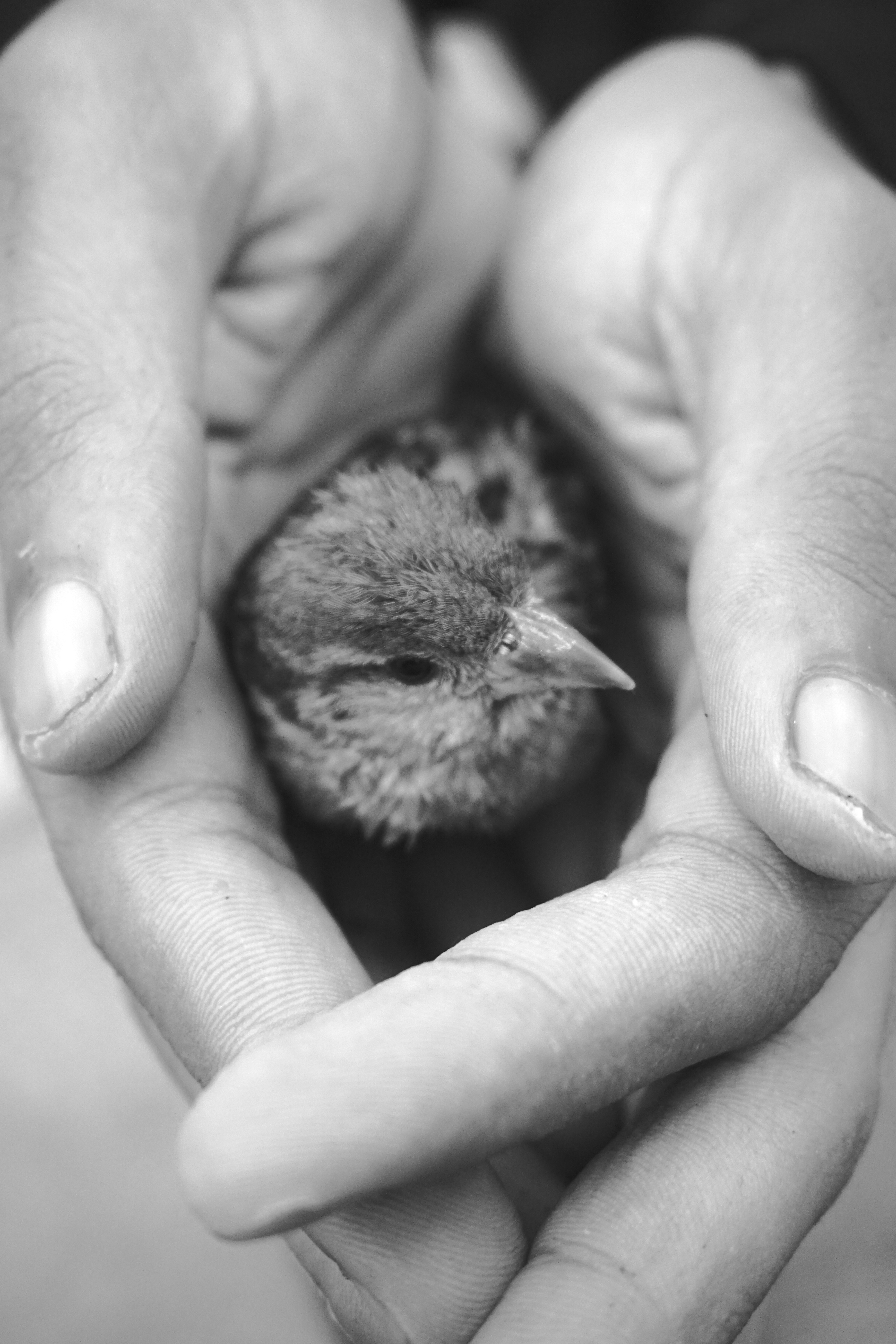 a person holding a small animal