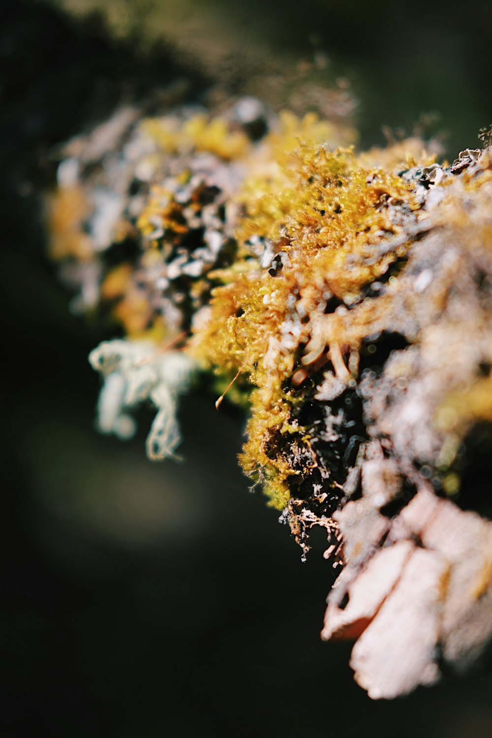 close up of a plant