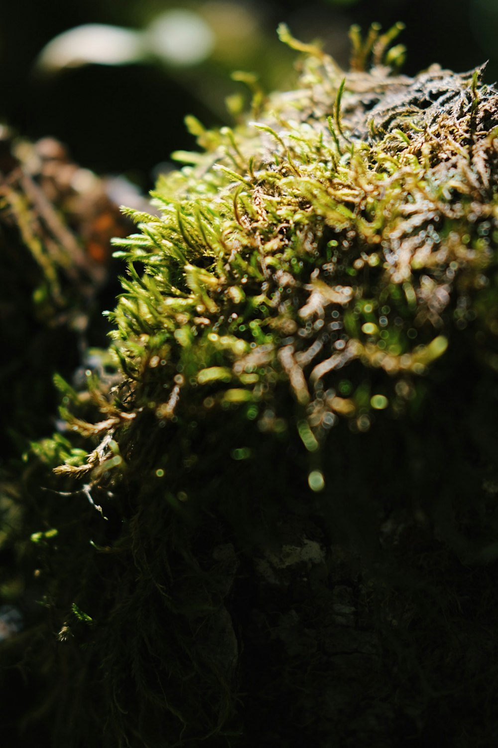 a close up of a plant