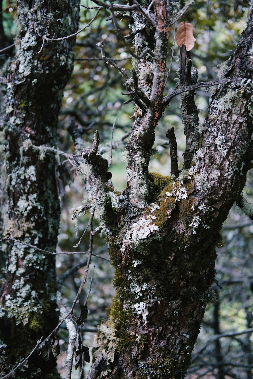 a tree with white flowers