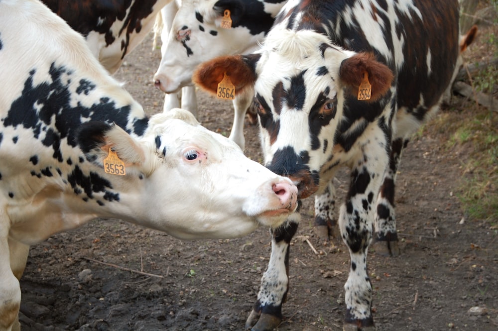 a group of cows stand in a field