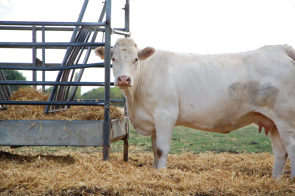 a cow standing in a pen