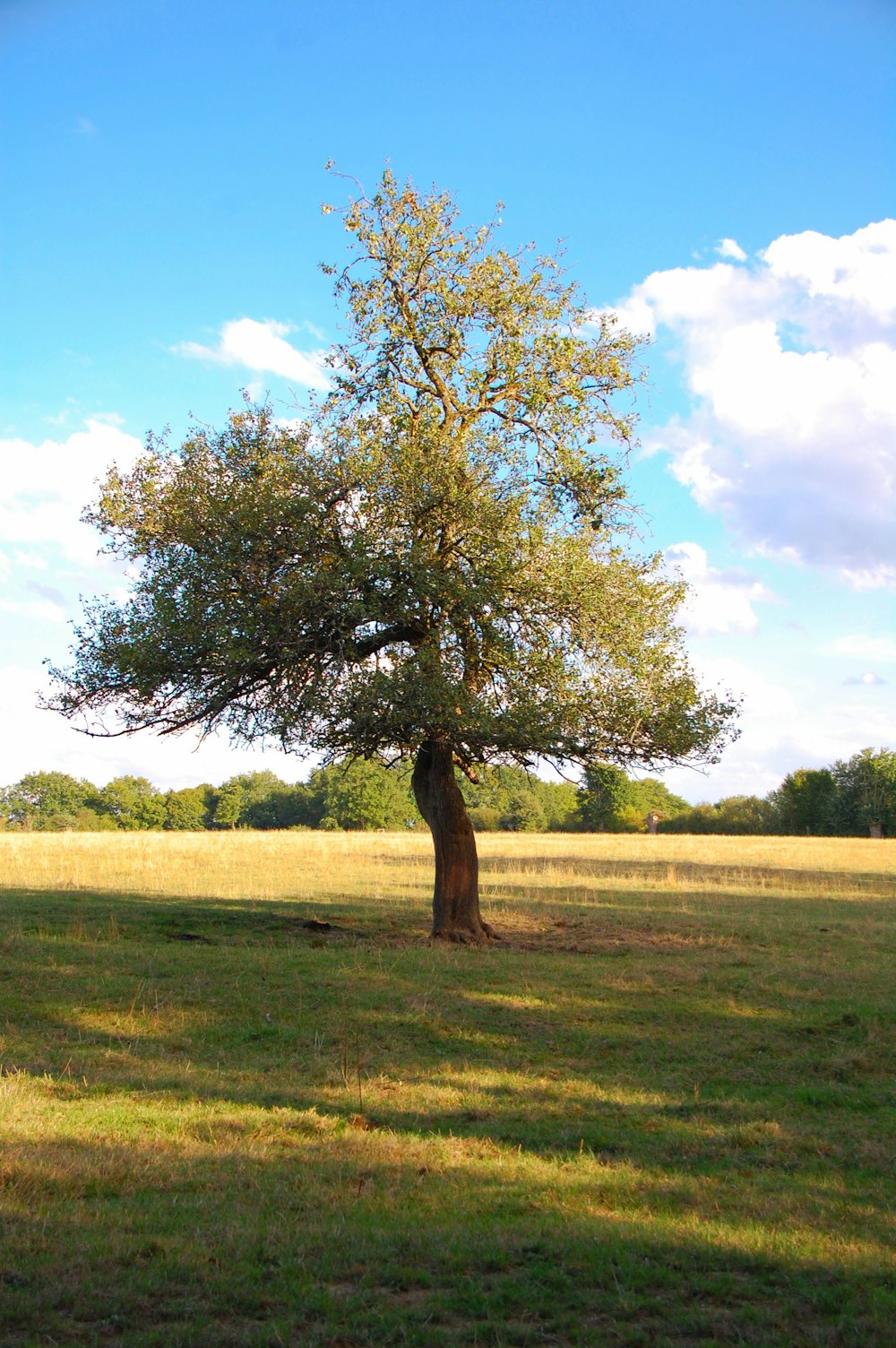 a tree in a field