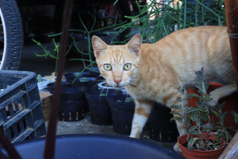 a cat standing on a planter