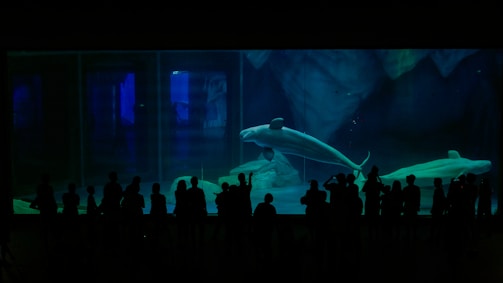 A group of silhouetted people stand in front of an aquarium tank. Inside the tank, two beluga whales swim gracefully in clear blue water. The background features textured rocks, and ambient lighting adds a tranquil underwater atmosphere.