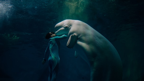 A person wearing a wetsuit is underwater with a large white beluga whale. The scene is lit from above, casting a mystical, ethereal light through the water.