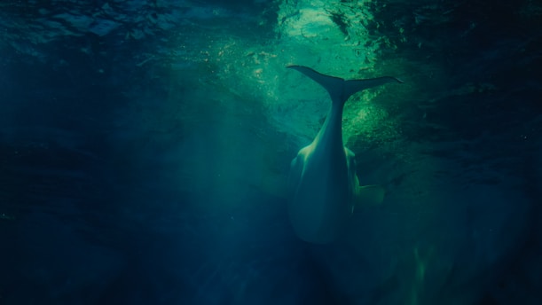 A large marine animal swims gracefully underwater, silhouetted against a backdrop of deep ocean hues. Light filters through the water, creating a mystical and serene atmosphere. The animal's tail and streamlined body suggest it is a whale or similar creature.