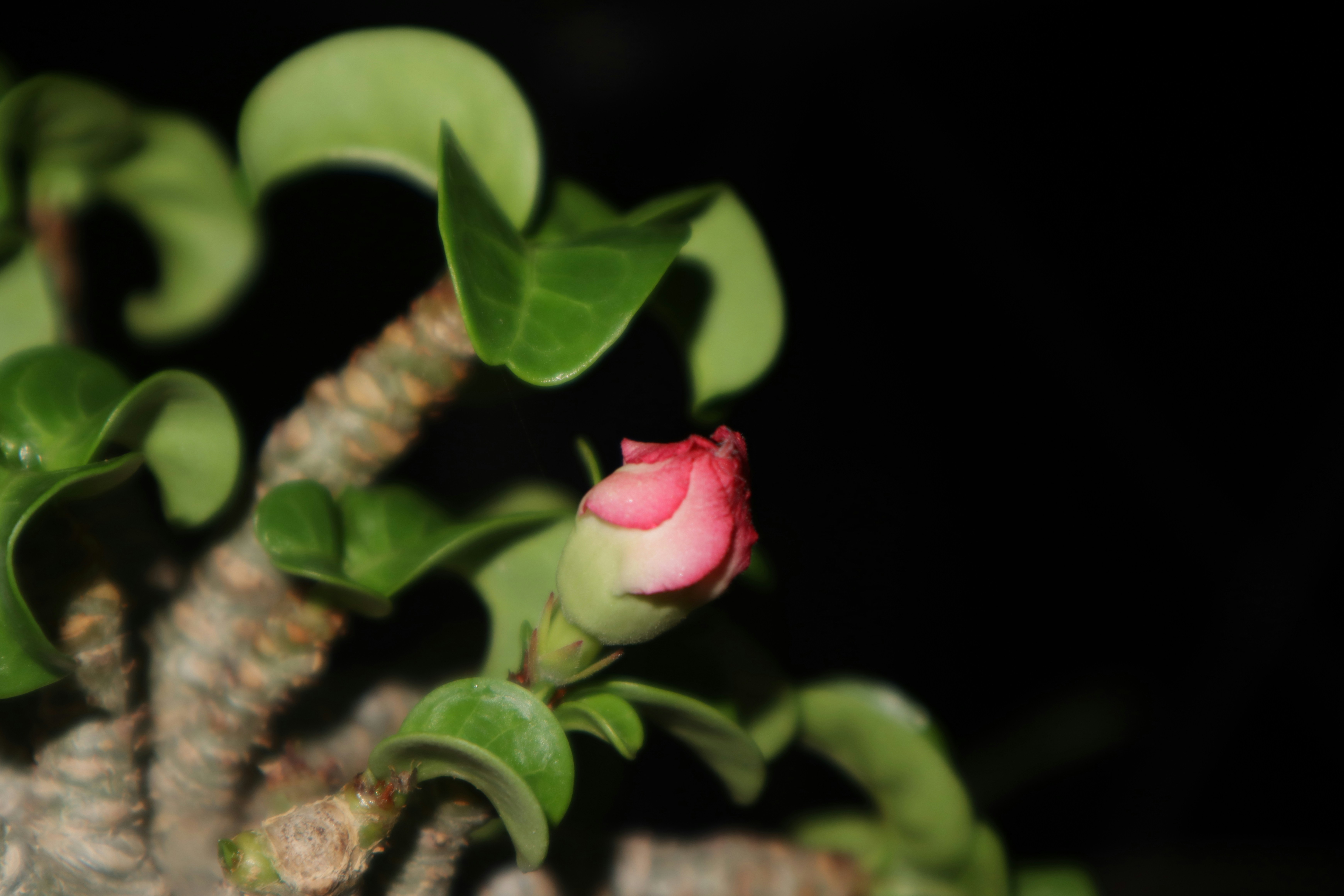 a close up of a flower