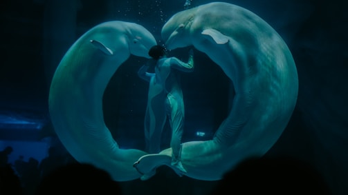 A person in a wetsuit is interacting with two beluga whales in an underwater setting. The whales are positioned in a circular formation around the person, creating a sense of harmony and connection. The setting is dimly lit, contributing to a serene and mystical atmosphere.