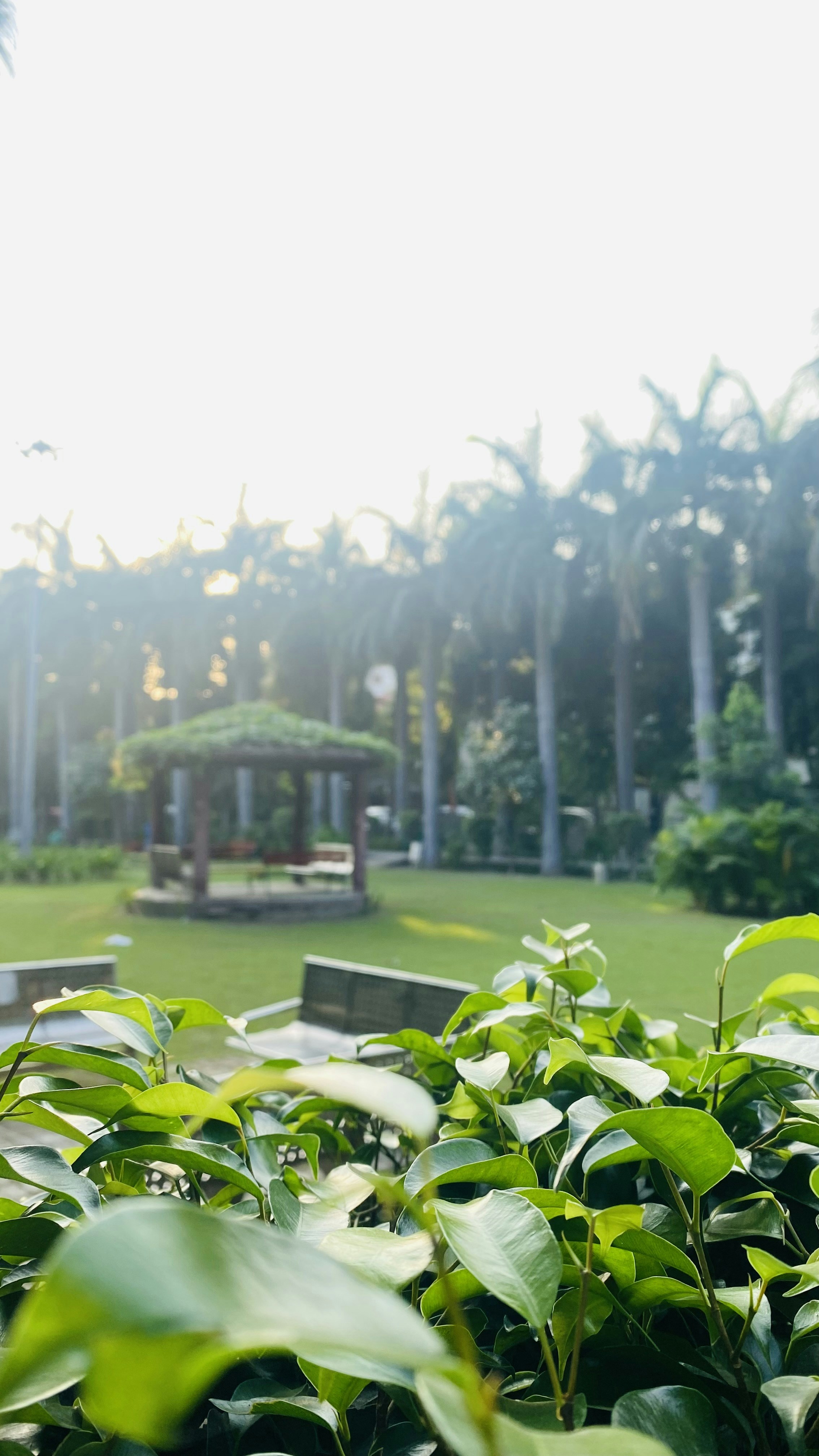 Park in Sector 50 Noida