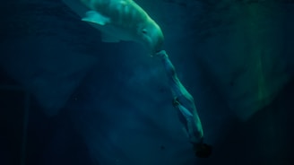 A person underwater appears to be interacting with a beluga whale in a deep blue aquatic environment.