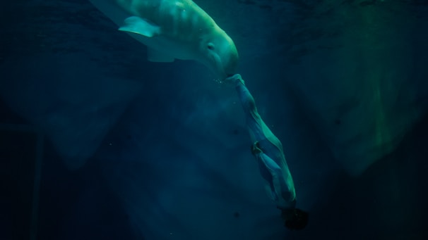 A person underwater appears to be interacting with a beluga whale in a deep blue aquatic environment.