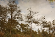 Nature's beauty reflecting the peace of the Sabbath.