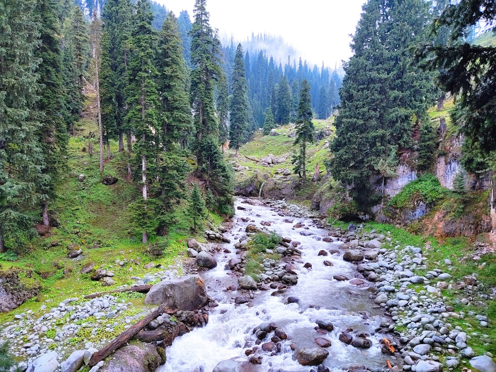 a river running through a forest