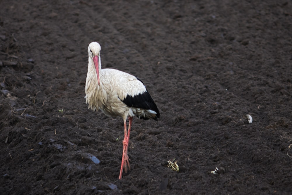 a bird walking on the ground