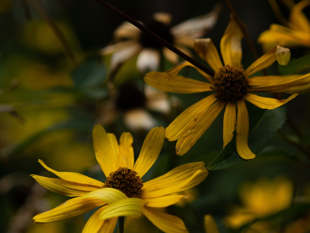 a bee on a yellow flower