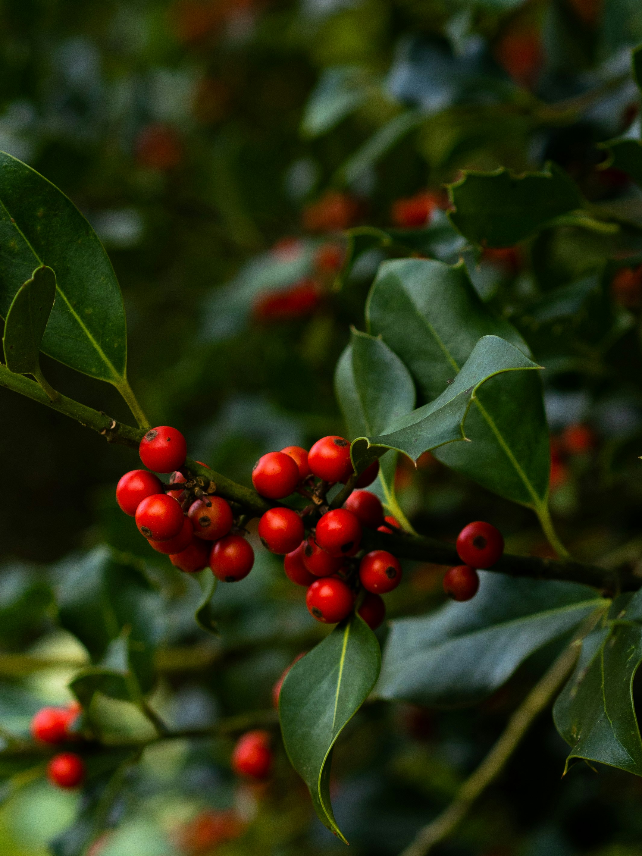 Photo by anna_c_wilhelm