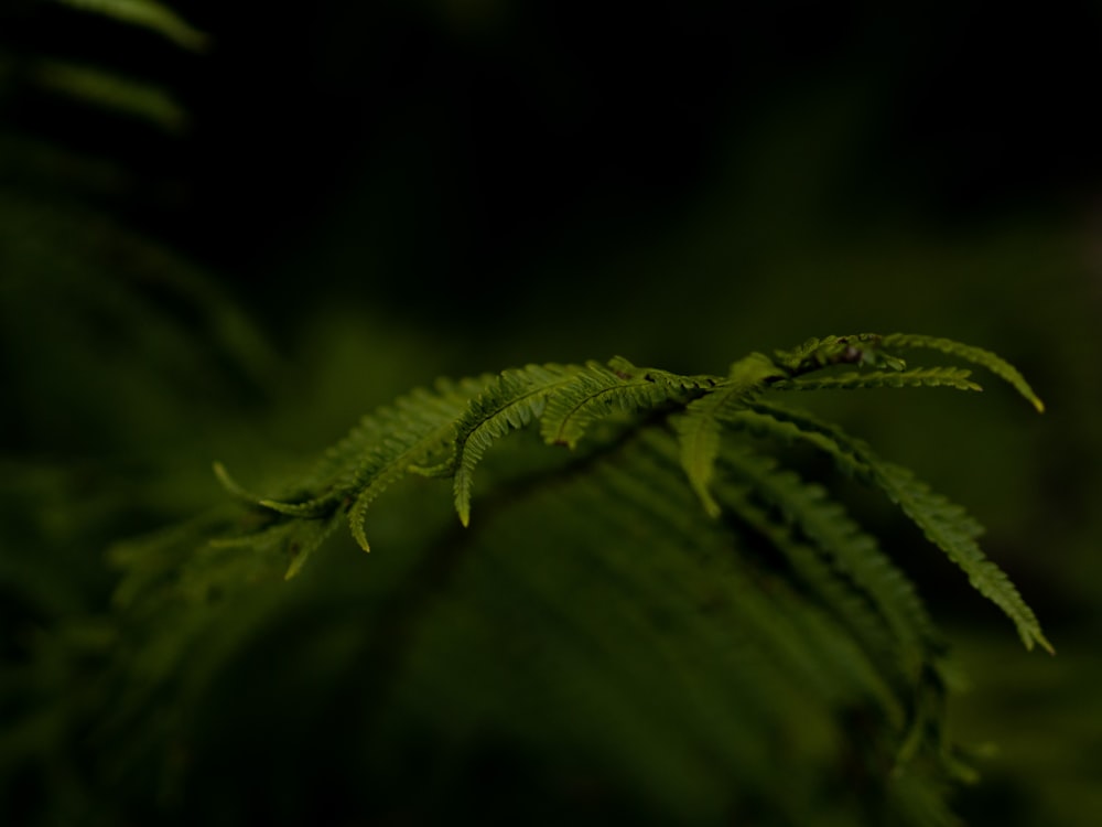 a close up of a leaf