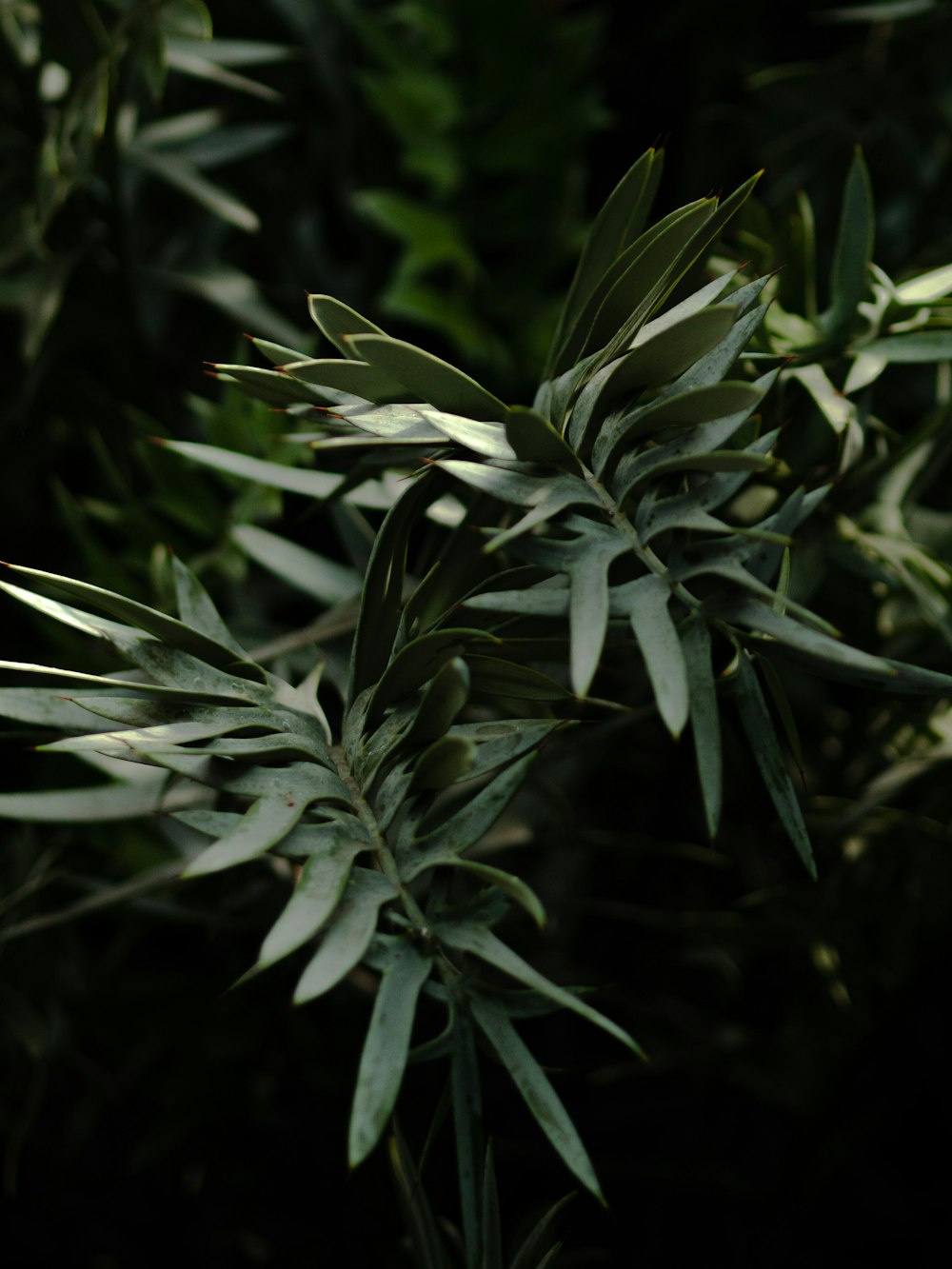 close-up of a plant