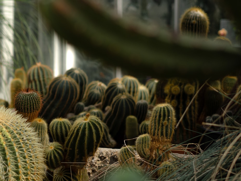 a group of cactus