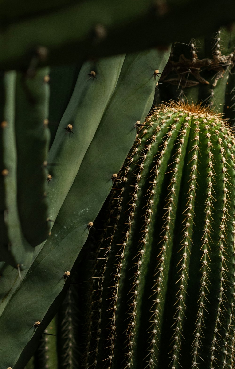 a close up of a cactus