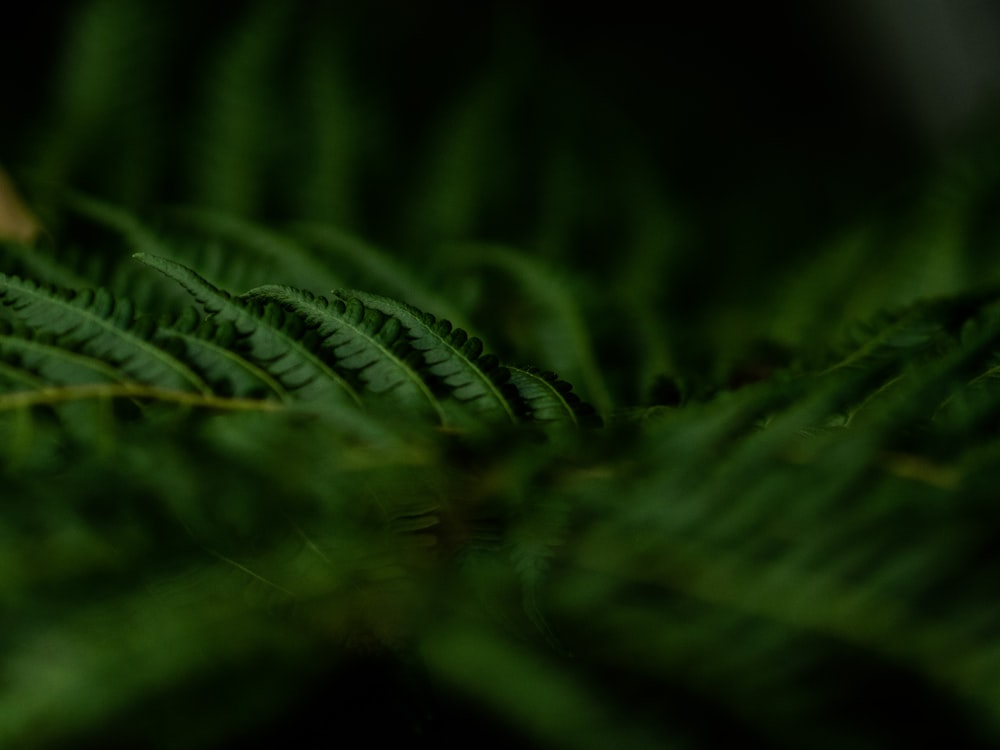 a close up of a leaf