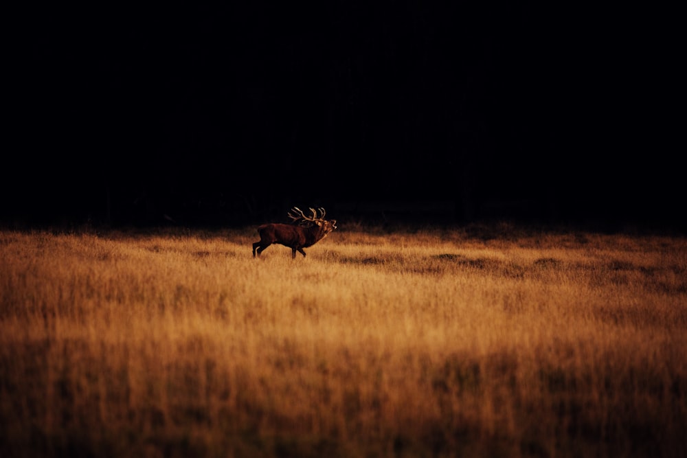 a deer running through a field