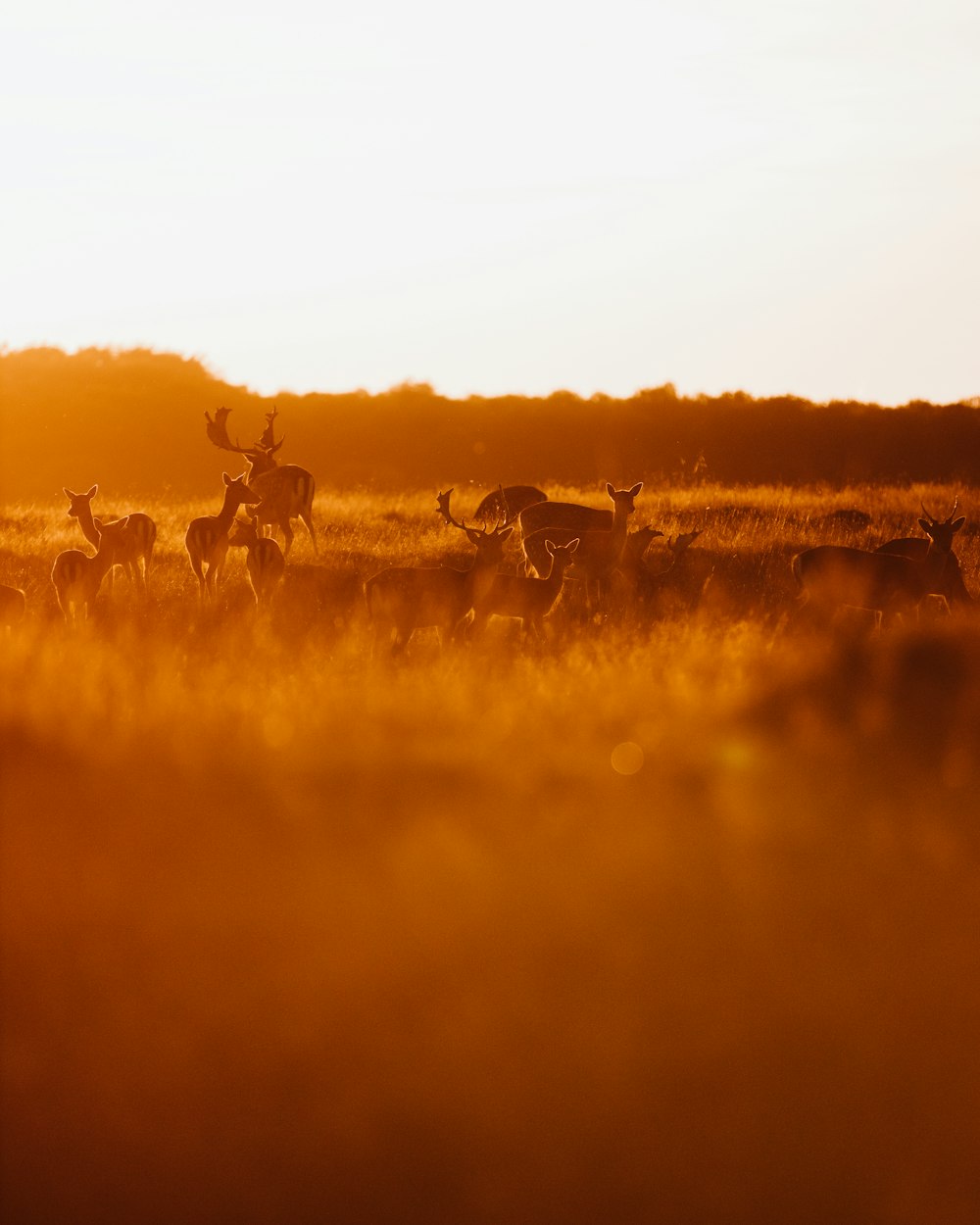 a group of animals running in a field